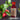 Gaultheria Oil – 100% Pure & Natural Essential Oil Brooklane